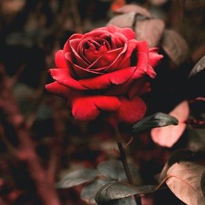 Meet your Posher, Chinna